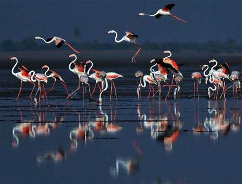 Pulicat Lake Bird Sanctuary For Gazing At The Flamingos