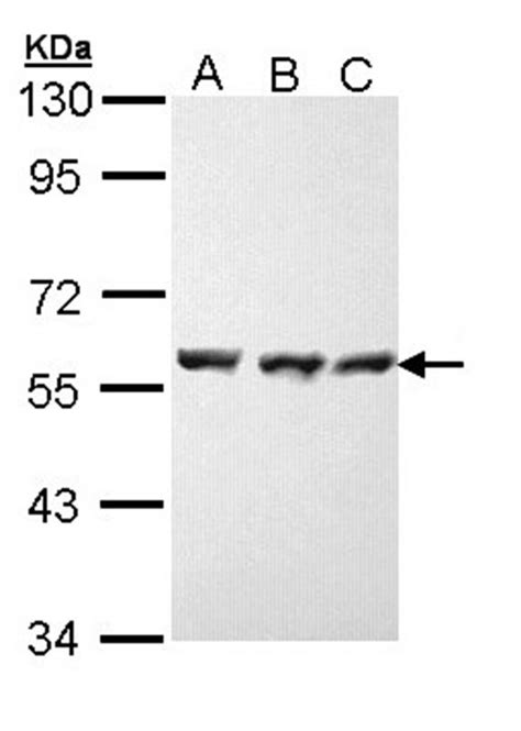 HSP70 antibody - SAB | Signalway Antibody