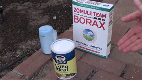 Borax Ant Killer - How to Kill Ants Using Borax & Natural Methods