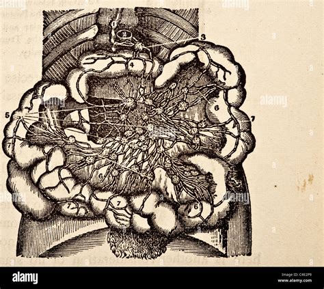 Viscera liver hi-res stock photography and images - Alamy