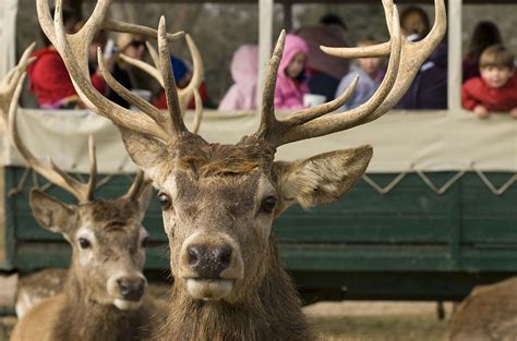 European Red Stag | Animals, Wildlife, Goats