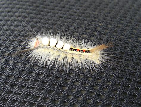 Wildlife Watching Wednesday: The White-Marked Tussock Moth Caterpillar ...