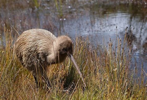 The 5 Species Of Kiwis Of New Zealand - WorldAtlas