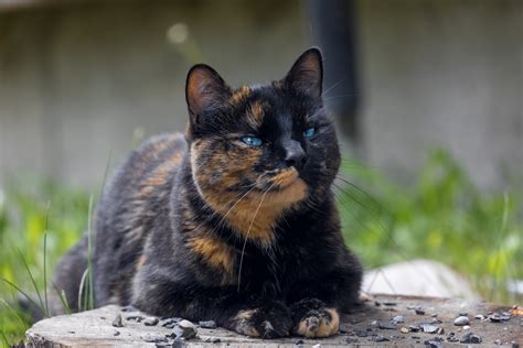 Tortoiseshell Cat Facts with Pictures