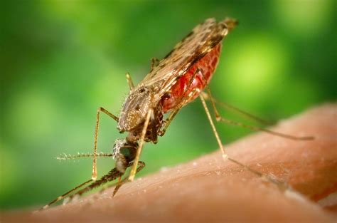 Imachen:Anopheles albimanus mosquito.jpg - Biquipedia, a enciclopedia libre