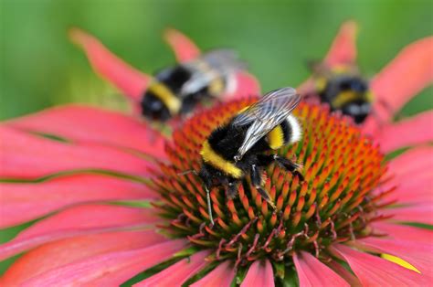 Bee-Friendly Plants and Landscaping | Hunker | Bee friendly plants, Bee ...