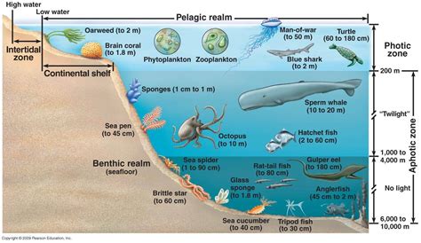 Ocean Zones Diagram