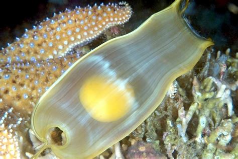 Swell Shark – "OCEAN TREASURES" Memorial Library