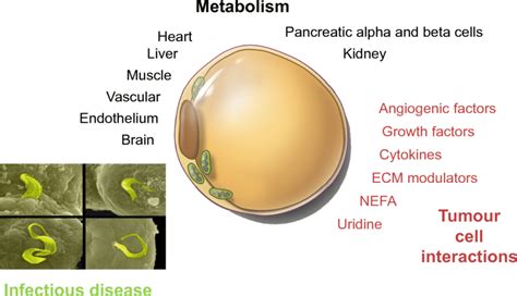 The adipocyte has a metabolic impact on many different tissues (shown ...