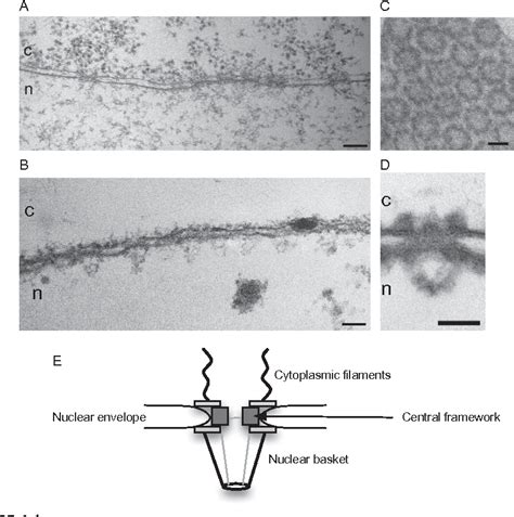 Figure 4.1 from Exploring nuclear pore complex molecular architecture ...