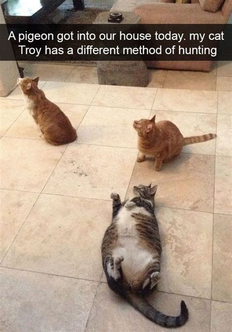 Best Fat Cat Memes - Funny Fat Cat Pictures with Quotes