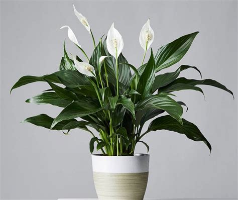 Sympathy Plant - Peace Lily 10 inch / Mosaic Designs & Gifts Boutique