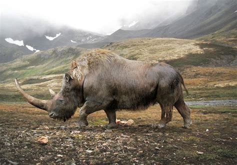 An artist’s impression of the prehistoric woolly rhinoceros (Coelodonta ...