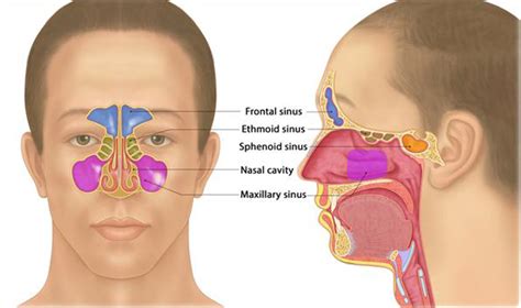 Diagram Of Sinuses In Back Of Head - General Wiring Diagram