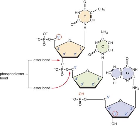 In the DNA backbone, which bonds exactly are considered ester bonds ...