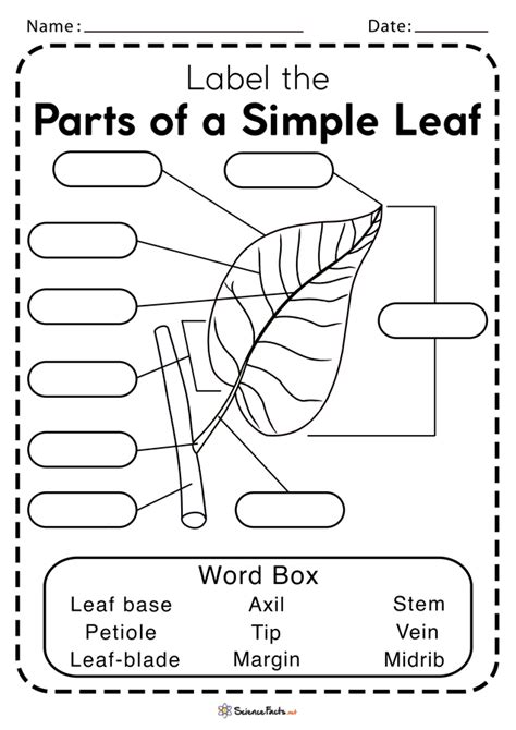 Parts of a Leaf Worksheets - Free Printable