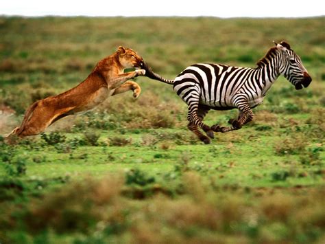 The Attack Lioness And Zebra - Lions Wallpaper