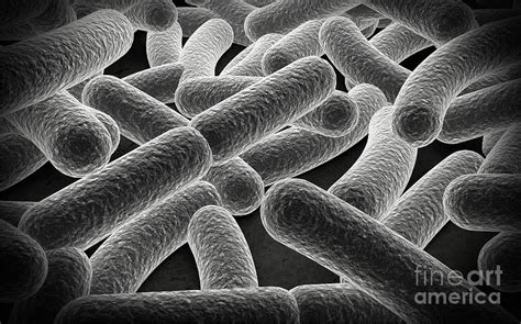 Bacilli Bacteria Microscope