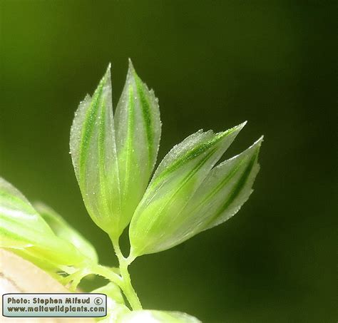 Phalaris minor (Lesser Canary Grass) : MaltaWildPlants.com - the online ...