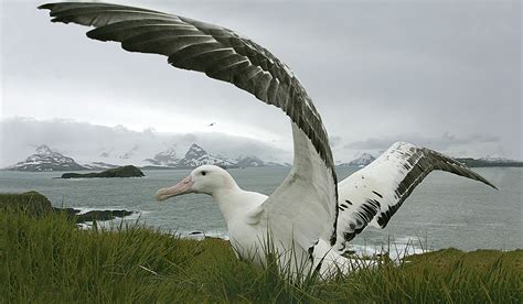 Wandering albatros feel upwind | Polarjournal