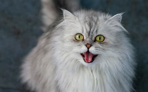 The Unique Facial Features of Persian Cats - https://persiancatdude.com/