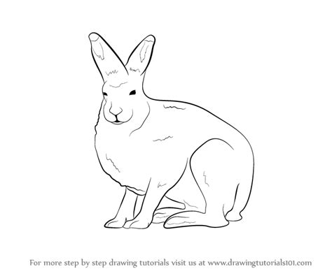 How to Draw a Arctic Hare - DrawingTutorials101.com | Arctic hare ...