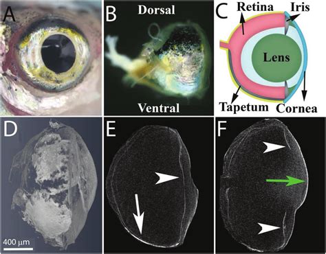 The anatomy of the zebrafish eye. A) A top view of the zebrafish eye ...