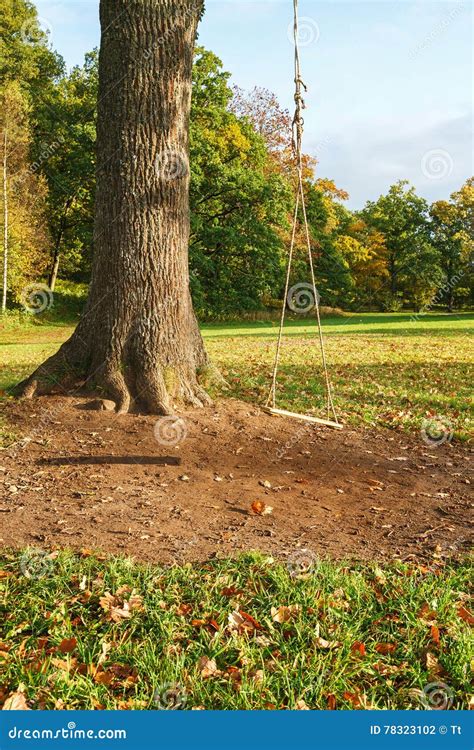 Rope swing in a tree stock photo. Image of outdoors, hanging - 78323102