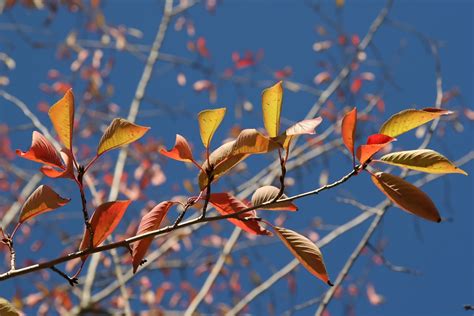 Yoshino Cherry | Small Tree Seedling – The Jonsteen Company