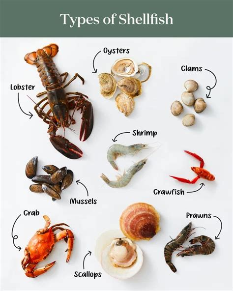 The 9 Most Popular Types of Shellfish in 2024 | Culinary basics, Diy ...