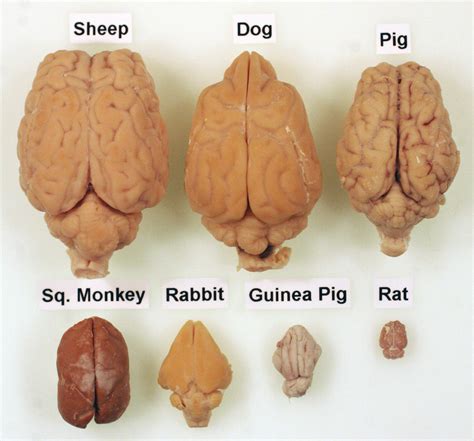 Size Of Cats Brain Compared To Fruit - BRAINLYVI