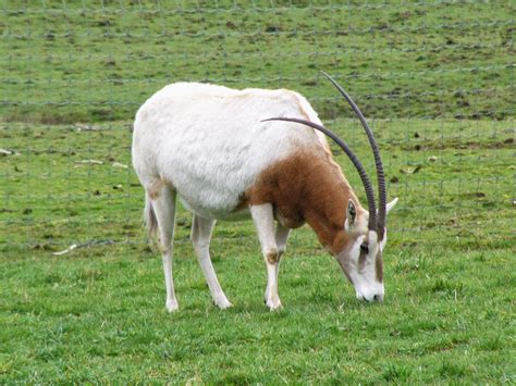 Scimitar Horned Oryx Animals | Amazing Facts & Latest Pictures | All ...