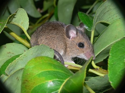 Species of UK: Week 39: Wood Mouse (‘Apodemus sylvaticus’)