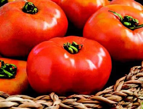 Defiant Hybrid Tomato VFFEbLb Seeds — Seeds 'n Such