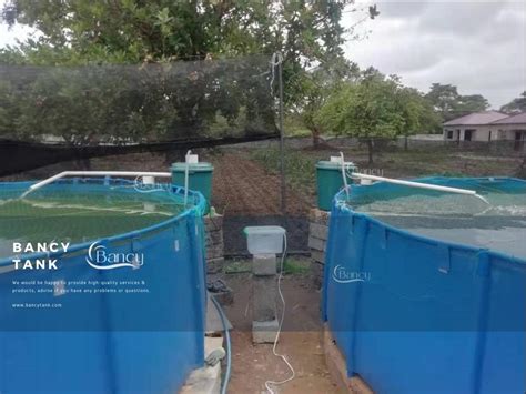 Zambia Customer Tilapia Farming in Tanks - Bancytank