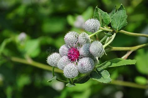 Flower of burdock stock image. Image of seed, purple - 32603661