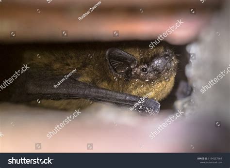 Hibernating Pipistrelle Bat Pipistrellus Pipistrellus Wall Stock Photo ...