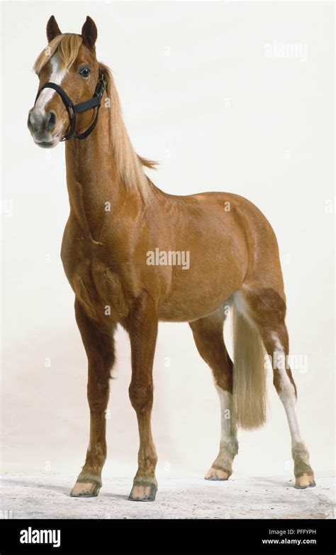 Horse standing, front view, erect ears, parted forelock, long straight ...