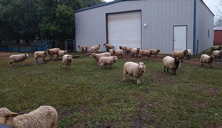 Shetland Sheep Colors, Markings, Patterns | Foggy Hollow Ranch Shetland ...