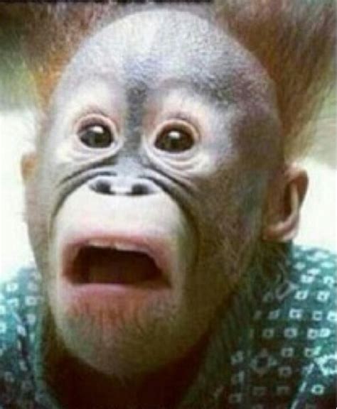 Oh no...lol | Funny animal faces, Monkeys funny, Funny animal pictures