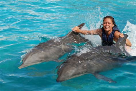 Sea Life Park Royal Dolphin Swim | Swim With Dolphins Hawaii | Dolphin ...