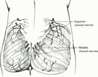 Cluneal Nerve - Dr. Justin Dean