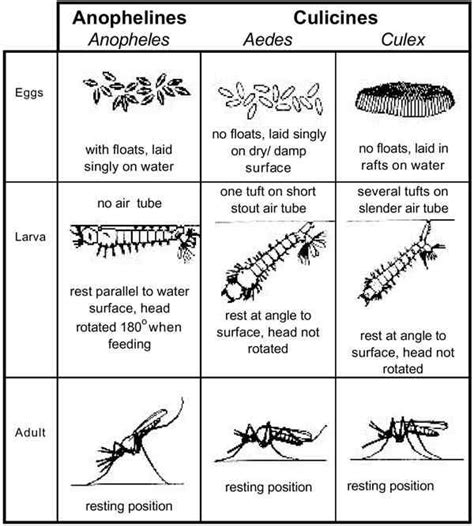 Anopheles And Aedes