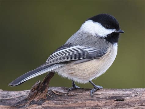 Black-capped Chickadee | Celebrate Urban Birds