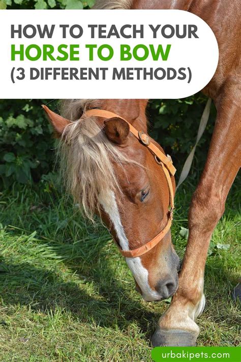 How To Teach Your Horse To Bow (3 Different Methods) – Urbaki Pets