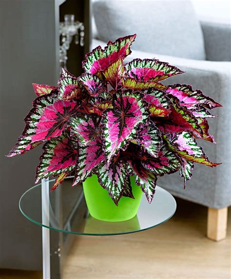 Rex Begonia - Indoor Plant | Zimmerpflanzen bilder, Pflanzen, Pflanzideen