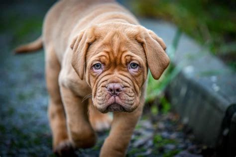 Where to Find French Mastiff Puppies for Sale in 2023 - Dogable