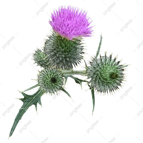 Burdock PNG Picture, Burdock Flower And Buds, Agrimony, Flower, Floweri ...