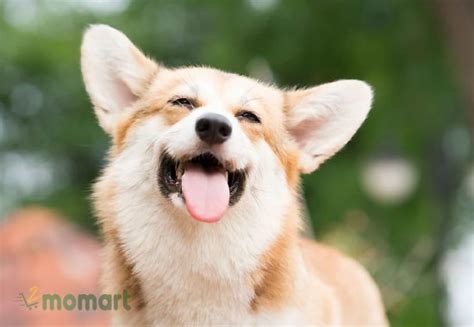 Chó Corgi: Nguồn gốc, đặc điểm tính cách, cách nuôi và giá bán