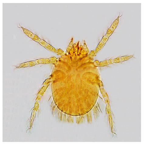 Animals | Free Full-Text | Comparison of Chiggers (Acari: Trombiculidae ...